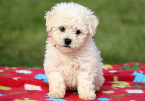 Bichon Poo: History, Temperament, Care, Training, Diet, Pictures