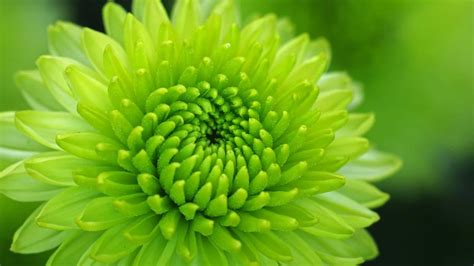 32 Stunning Green Flowers for Your Garden (With Pictures) | Planet Natural