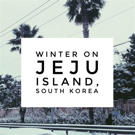 The Jeju Island Winter That Shut Down the "Hawaii of Korea ...