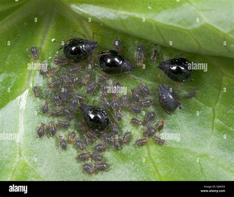 Black bean aphids Blackflies (Aphis fabae Stock Photo - Alamy