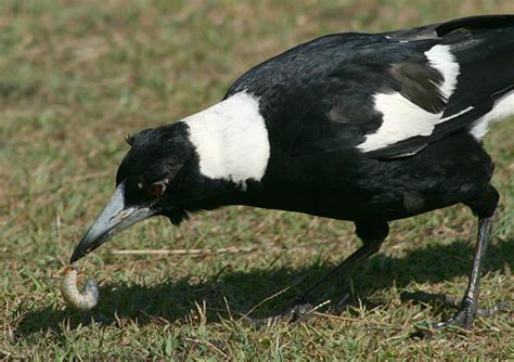 File:Australian Magpie Digging Grub.jpg - Wikimedia Commons
