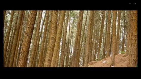 Vagamon Pine Valley / Pine forest Video - YouTube