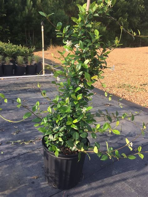 Star Jasmine Vine, Star Jasmine Plant, Star Jasmine Flower, Evergreen ...