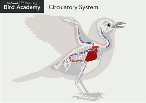 All About Bird Anatomy | Bird Academy • The Cornell Lab