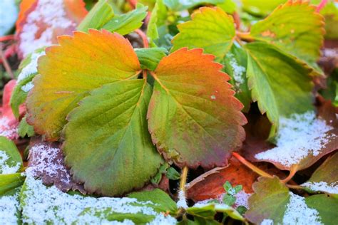 Winterizing Strawberry Plants – Strawberry Plants