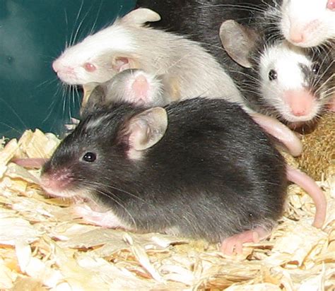 Pet Mice | WebNuggetz.com