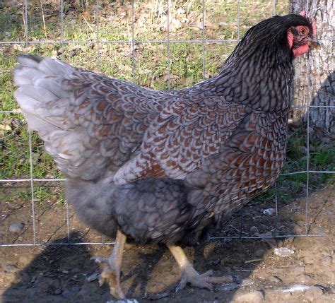 Blue Laced Barnevelder hen | Barnevelder chicken, Pet vet, Beautiful chickens