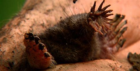 Animal Guide: Star-Nosed Mole | Nature | PBS