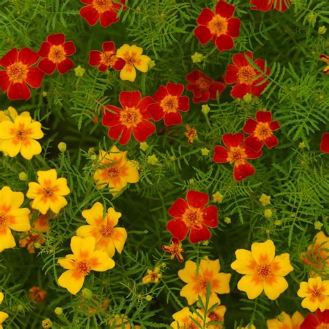 Signet Marigold Flower Garden Seeds - Gem Series - Mix - 1000 Seeds - Annual Flower Gardening ...