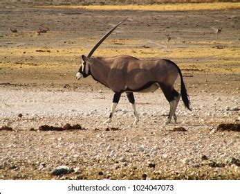 Oryx Namibian Desert Stock Photo 1024047073 | Shutterstock