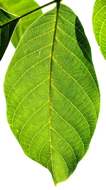 Premium Photo | Fresh green leaf of walnut tree illuminated by sun