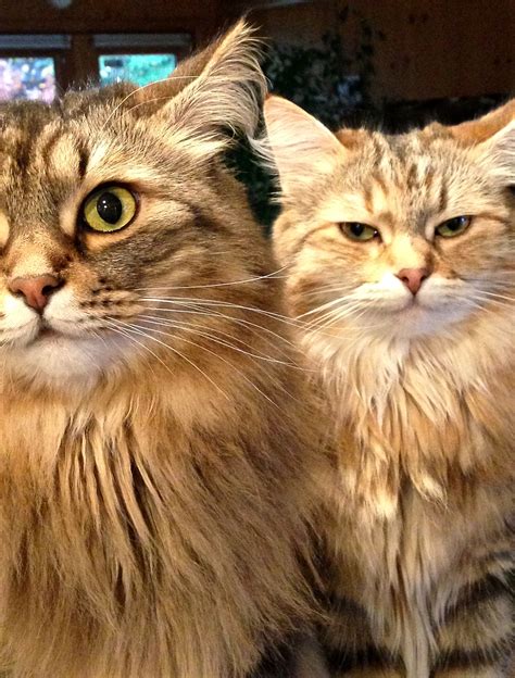 Classic brown tabby & Golden torbie Siberian cats. | Siberian forest ...