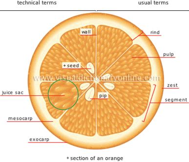 Citrus fruit anatomy [Picture courtesy:... | Download Scientific Diagram