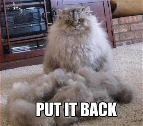 funny pictures, cat hair - Dump A Day