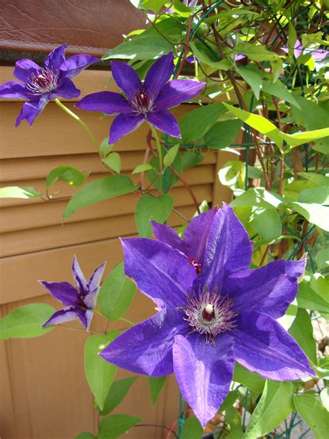 How to Grow Clematis Plants Successfully | Clematis plants, Garden vines, Growing tulips