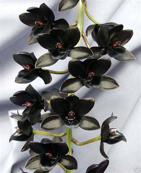 83 best black orchid images on Pinterest | Black orchid, Black flowers ...