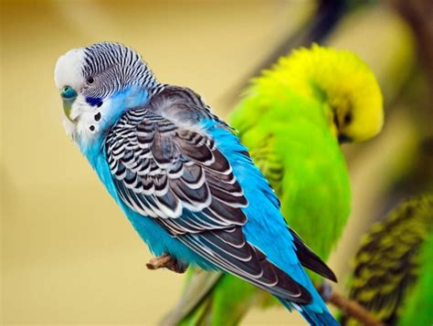 Budgerigar Bird Facts, Pet Care, Behavior, Housing, Pictures | Singing ...