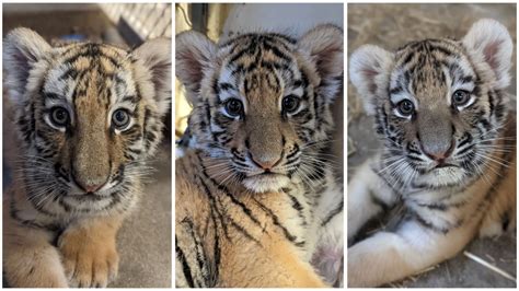 Tiger Cubs Playing With Cat