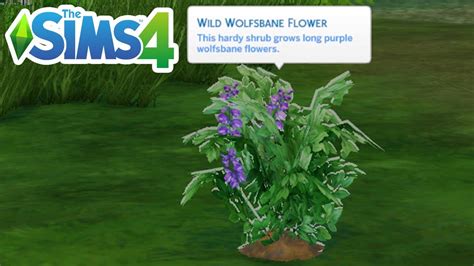 Sims 4 wolfsbane - gilitvox