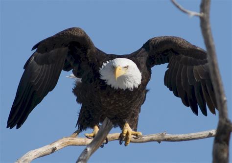 Interesting Facts About Bald Eagles | Nest | Pictures