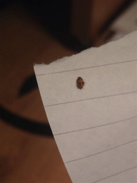 What Do Baby Carpet Beetles Look Like - Carpet Vidalondon