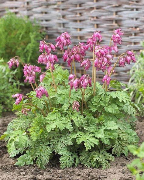 Dicentra formosa Luxuriant - Dwarf Bleeding Heart