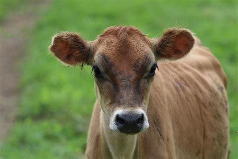 Jersey Cow in a Field on a Farm Photograph by Sue Feldberg - Pixels