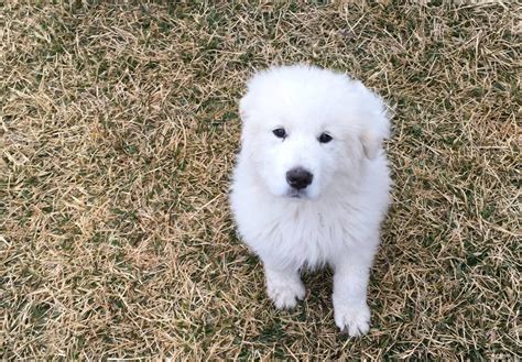 Great Pyrenees Puppies For Sale | Sherman, TX #300690