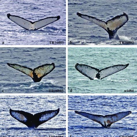 (a-e) Photographs of flukes with distinctive marks of 5 humpback whale ...