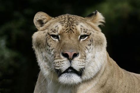 Liger - the largest cat in the world | DinoAnimals.com