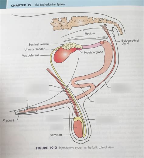 Bull Reproductive System