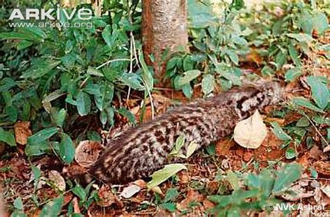 Malabar civet photo - Viverra civettina - G124944 | ARKive | Animals ...