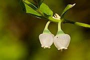 Category:Close-ups of Vaccinium myrtillus flowers - Wikimedia Commons