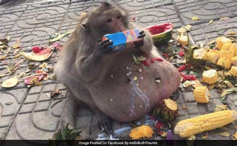 Obese Monkey Who Snacked On Tourists' Food Sent To 'Fat Camp' In Thailand