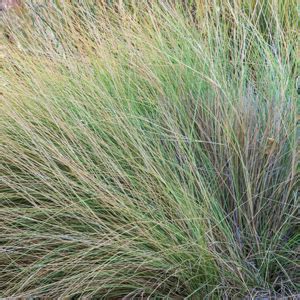 TUSSOCK GRASS - Garden Express