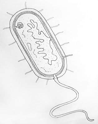 How to Draw Bacteria in 5 Simple Steps