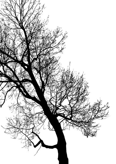 Free Images : tree, forest, branch, winter, black and white, trunk, twig, aesthetic, sketch ...