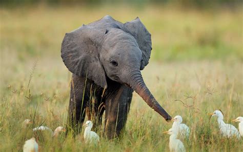 nature, Animals, Elephants, Playing, Grass, Field, Baby Animals, Birds ...