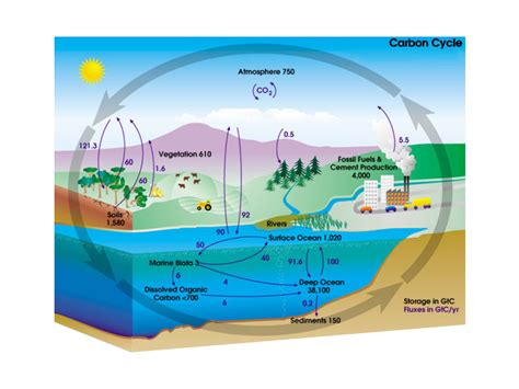 What Is the Carbon Cycle? Photosynthesis, Decomposition, Respiration and Combustion - Earth How