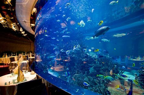 3 Best Underwater Restaurants In Dubai For Luxurious Dining | You Will Regret If You Do Not Visit