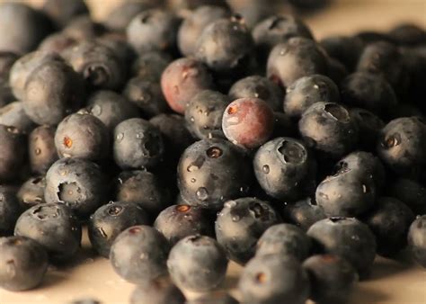 Tips for Harvesting Blueberries | Mississippi State University ...