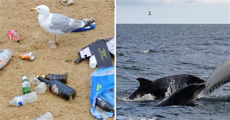 Keep Our Beaches Clean: The devastating impact beach littering is having on animals in Kent ...