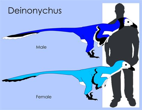 Deinonychus Size Comparison by LouJunior on DeviantArt