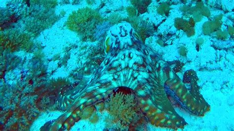 A Camouflaging Octopus Changes Color With the Ocean Floor Surroundings ...