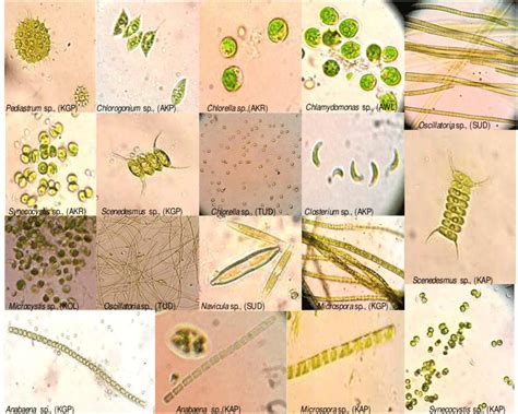 Microscopic Algae