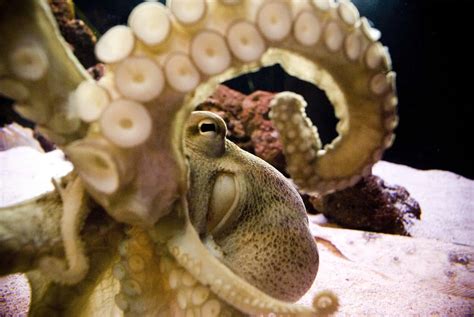 Octopus Anatomy 101: Do Octopuses Have Bones? - MarinePatch