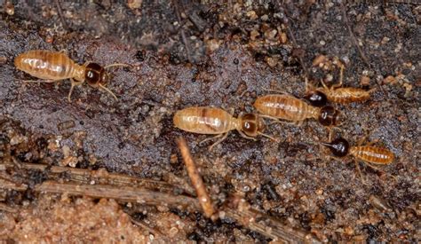 Comparing the Diets of Drywood and Dampwood Termites - Pest Control Hacks