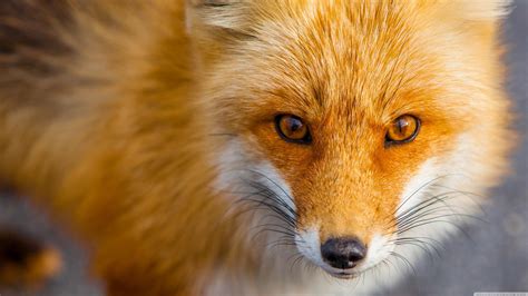 Red Fox Wallpapers - Top Free Red Fox Backgrounds - WallpaperAccess