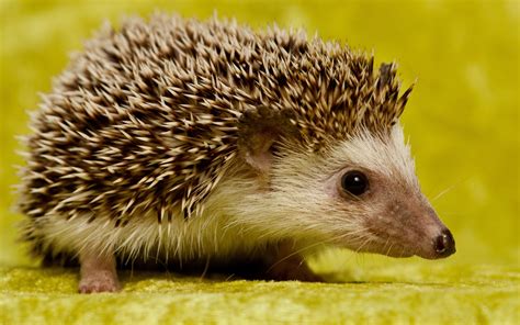 Cute Hedgehog #7003619