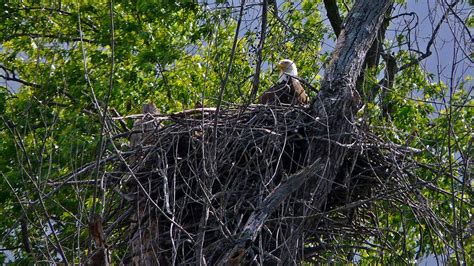 American Bald Eagle Nesting Photograph by Robert McCarthy - Pixels